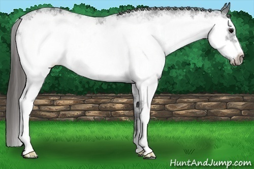 Horse Color:White Spotted Black Ice Frame Appaloosa 