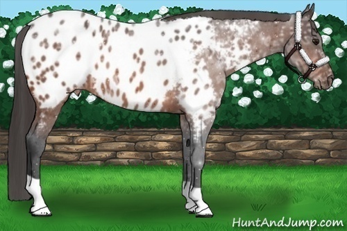 Horse Color:Bay Ice Appaloosa 