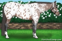 Horse Color:Bay Ice Appaloosa 