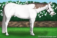 Horse Color:Bay Ice Splash Appaloosa 