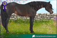 Horse Color:Brown 