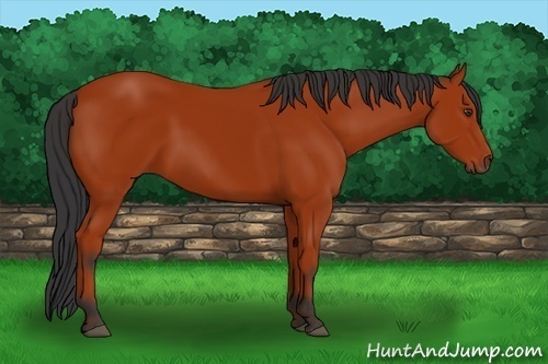Horse Color:Bay 