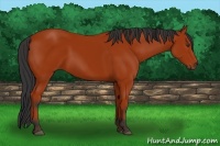 Horse Color:Bay 