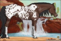Horse Color:Bay Appaloosa