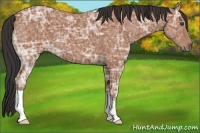 Horse Color:Bay Ice 