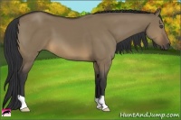 Horse Color:Buckskin Dun
