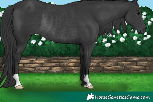 Horse Color:Black Rabicano
