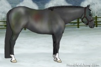 Horse Color:Black 