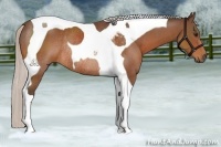 Horse Color:Silver Bay Tobiano Rabicano 