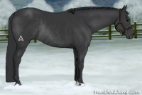 Horse Color:Black Rabicano 