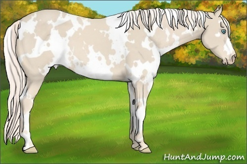 Horse Color:White Spotted Cremello Frame 