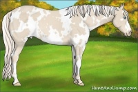 Horse Color:White Spotted Cremello Frame 