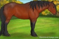 Horse Color:Brown 