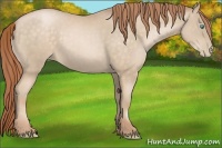 Horse Color:Buckskin Pearl 