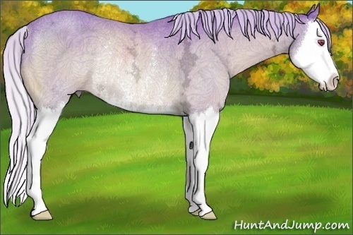 Horse Color:Watercolor Silver Bay Chinchilla Ice Sabino Splash Rabicano 
