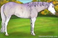 Horse Color:Watercolor Silver Bay Chinchilla Ice Sabino Splash Rabicano 