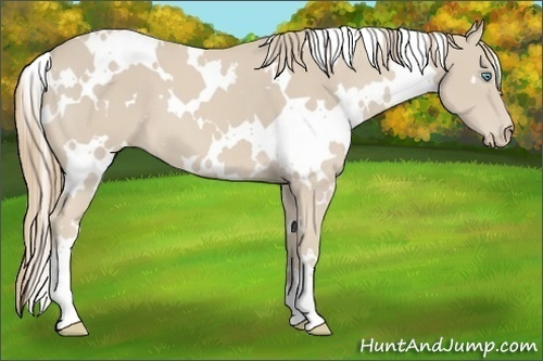 Horse Color:White Spotted Smoky Creme 