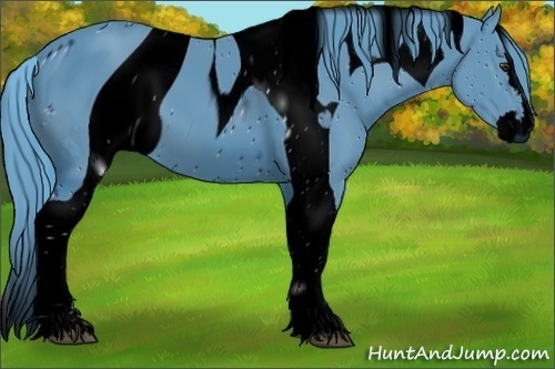 Horse Color:ERROR: UNKNOWN ANOMALY