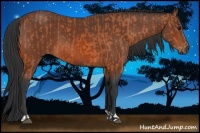 Horse Color:Bay  and Bay 