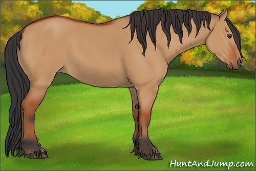 Horse Color:Bay Dun