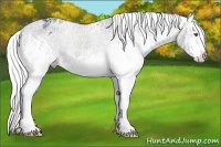 Horse Color:White Spotted Silver Classic Champagne Chinchilla Ice Dun Appaloosa