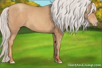 Horse Color:Silver Classic Champagne