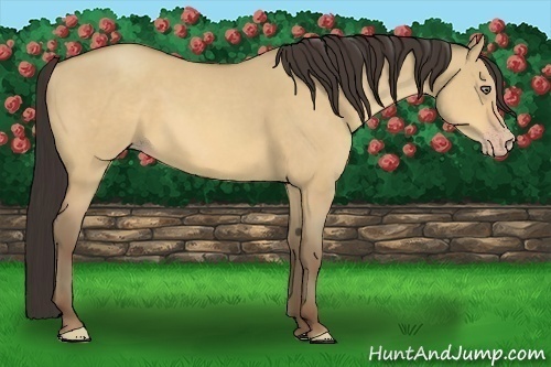 Horse Color:Amber Champagne Dun 