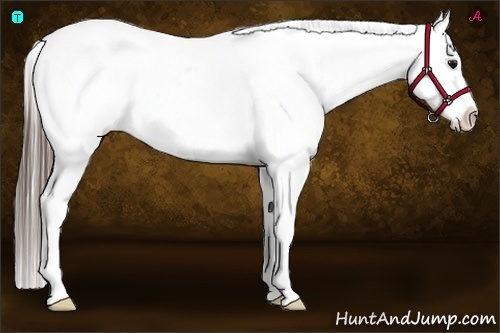 Horse Color:Black Splash Appaloosa Rabicano 