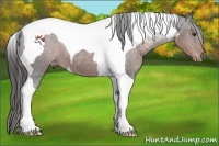 Horse Color:Liver Chestnut Tobiano Varnish