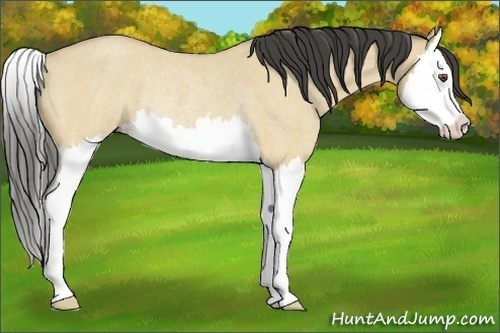 Horse Color:Buckskin Roan Dun Splash Rabicano