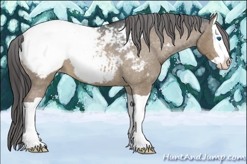 Horse Color:Brown Dun Splash Appaloosa 