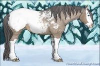 Horse Color:Brown Dun Splash Appaloosa 