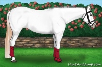 Horse Color:Buckskin Roan Appaloosa