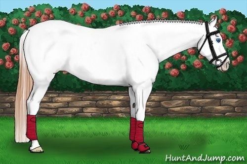 Horse Color:Buckskin Splash Appaloosa 