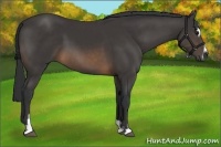 Horse Color:Buckskin Sabino