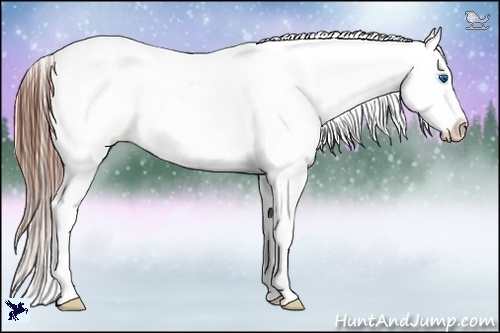 Horse Color:Black Splash Varnish