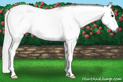 Horse Color:Gray Grullo 