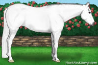 Horse Color:Gray Grullo 