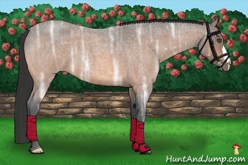 Horse Color:Buckskin Ice Roan 