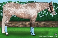 Horse Color:Silver Bay Ice Roan Splash