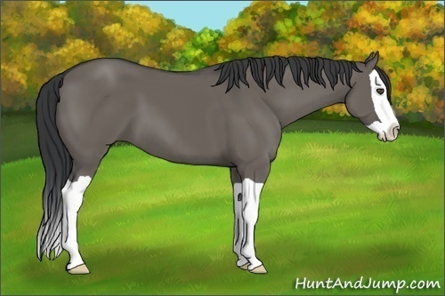 Horse Color:Unknown 