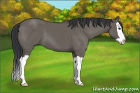 Horse Color:Unknown 