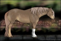 Horse Color:Chocolate Palomino