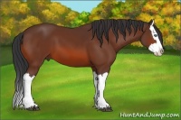 Horse Color:Bay Splash