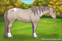 Horse Color:Black Pearl Appaloosa 