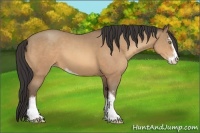 Horse Color:Amber Champagne Sabino 