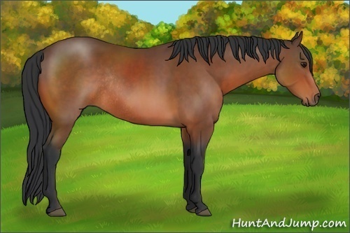 Horse Color:Bay Rabicano 