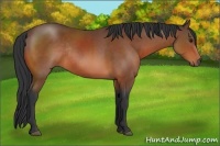 Horse Color:Bay Rabicano 