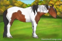 Horse Color:Bay Tobiano 
