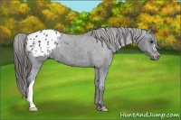Horse Color:Black Appaloosa 